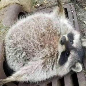 Meet your Posher, Marshall